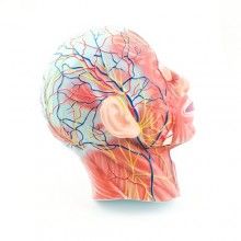 Musculature de la tête