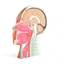 Musculature de la tête