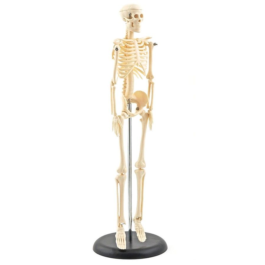 Modèle anatomique squelette humain miniature, Heine scientific