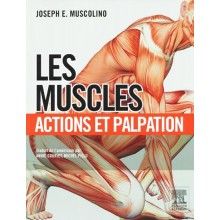 Les muscles : actions et...