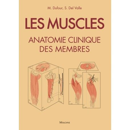 Les muscles